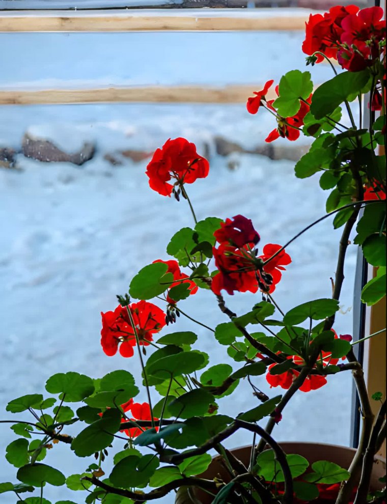 geranium avec des fleurs rouges devant une fenetre sur fond de neige