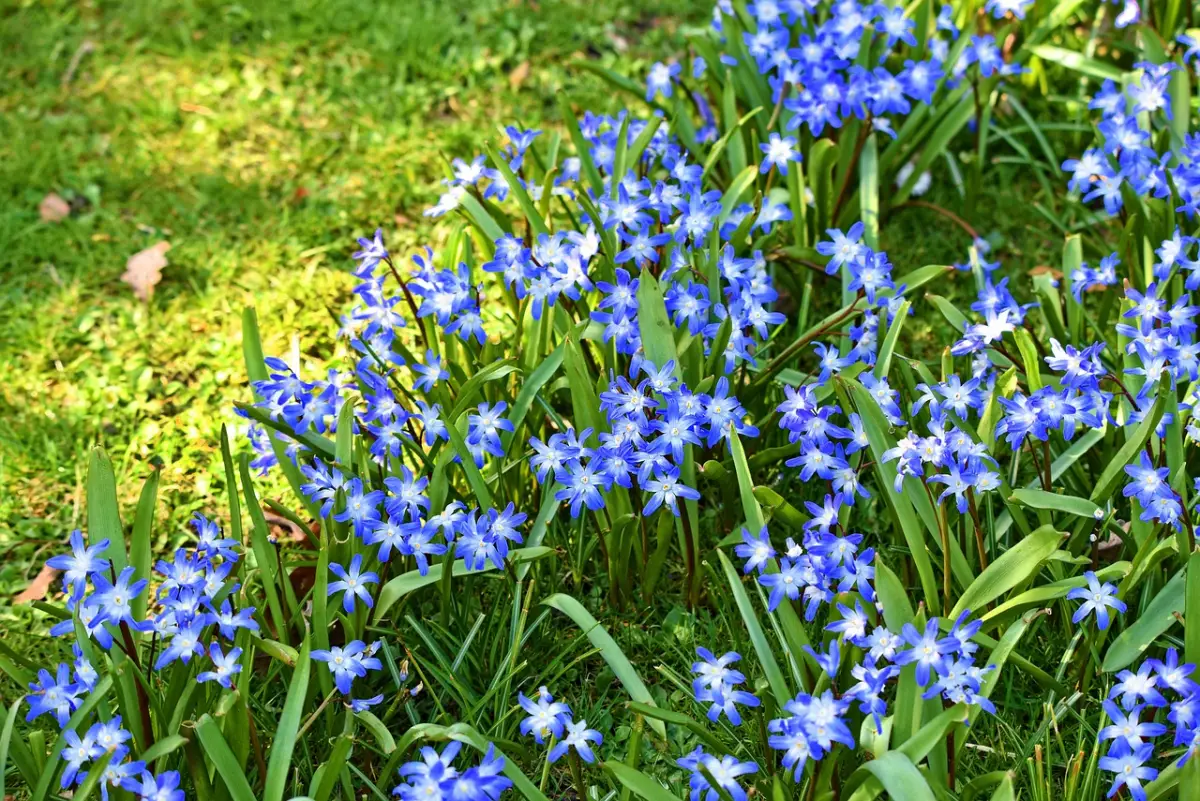 gloire des neiges floraisons fleurs bleues centres blanches feuillage long