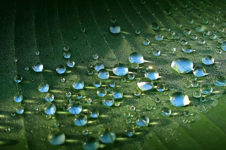 gouttes d eau sur une feuille de bananier