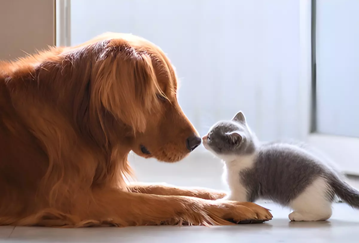 gros chien a poile orange et petit chat a poile blanc et gris de profil nez a nez