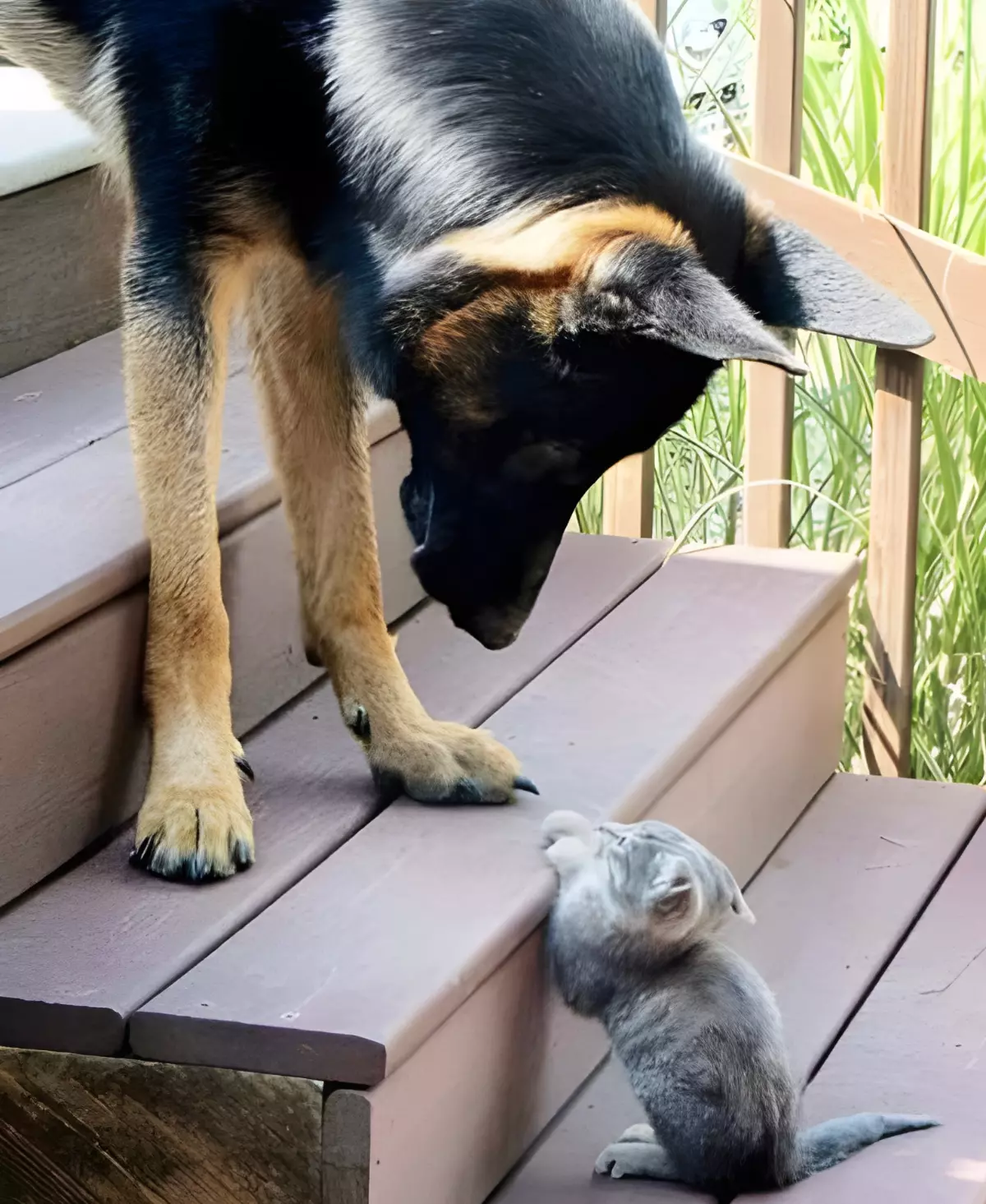 gros chien et petit chat gris sur un escalier en bois se regardent face a face