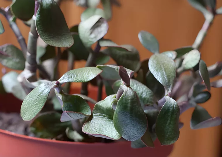 gros plan d un arbre de jade avec des feuilles molles dans un pot