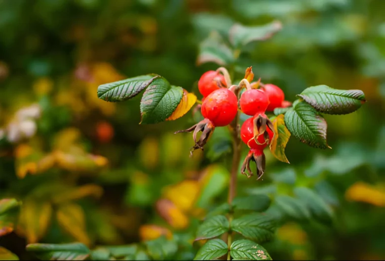 gros plan de rosier avec ses fruits rouge après la fin de la floraison