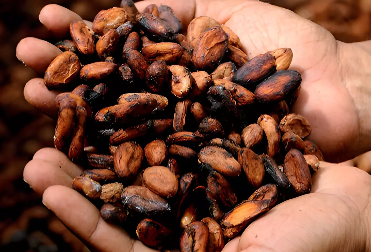 gros plan sur les feves de cacao dans les mains d un homme