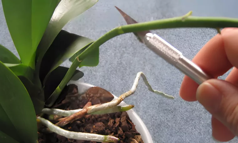 gros plan sur un scalpel tenu par une main qui touche la tige verte d orchidee sur fond gris