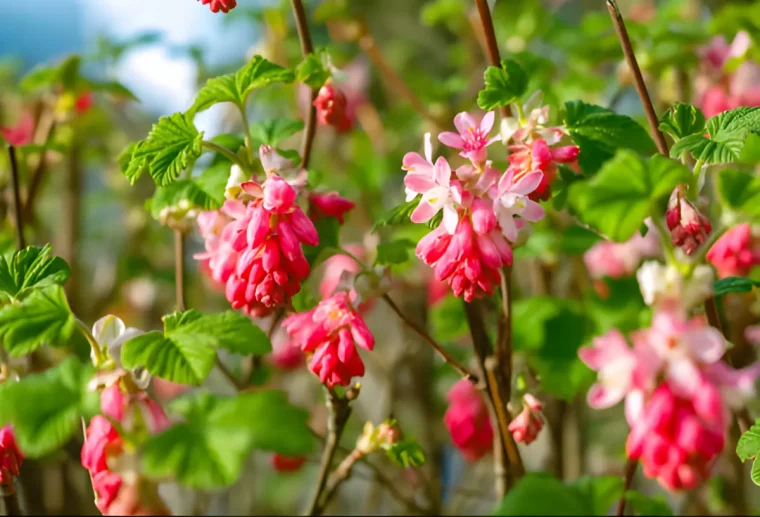 groseillier a fleurs roses en grappe