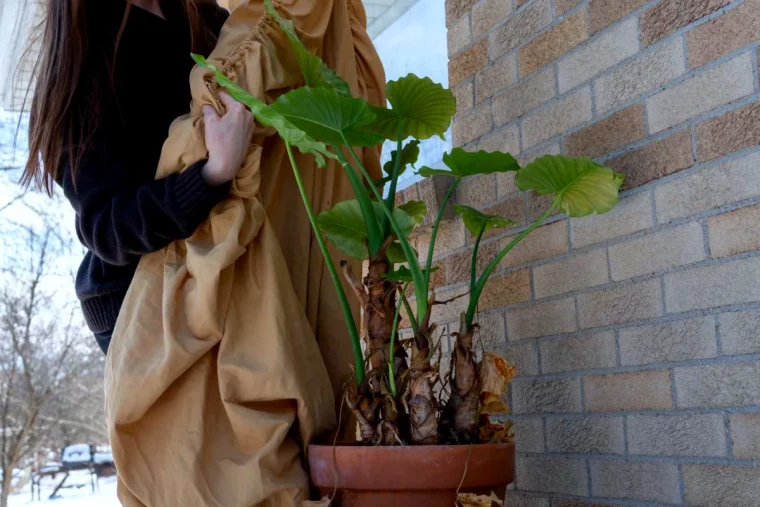 hivernage et inspection des plantes femme pot de fleurs feuilles vertes