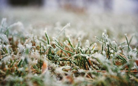 hivernage gazon comment faire pour proteger la pelouse contre le froid