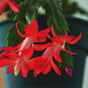 idees erreurs d entretien cactus de noel faire fleurir une plante d interieur