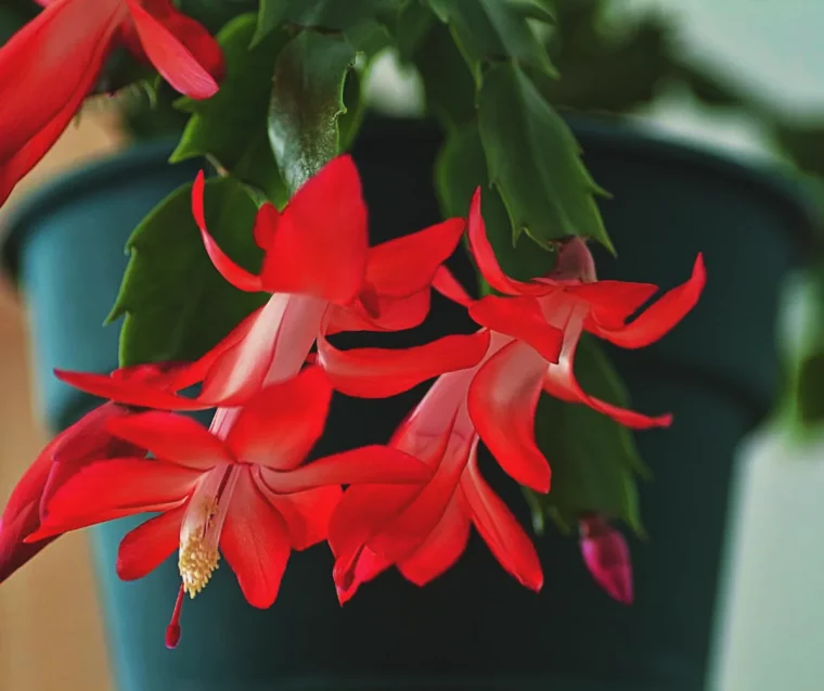 idees erreurs d entretien cactus de noel faire fleurir une plante d interieur