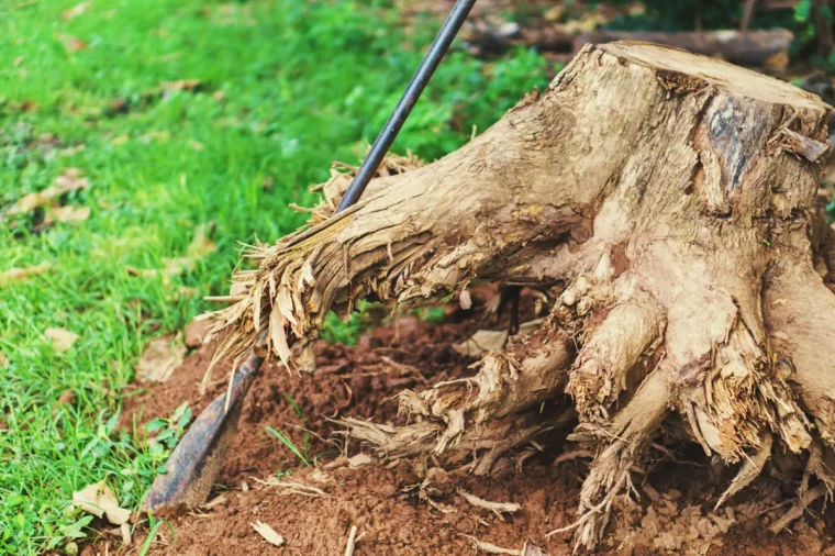 idée pour détruire une souche d arbre naturellement méthode manuelle