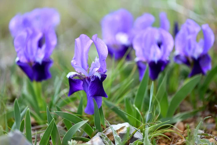 iris nain fleurs violettes feuilles vertes floraison hivernale