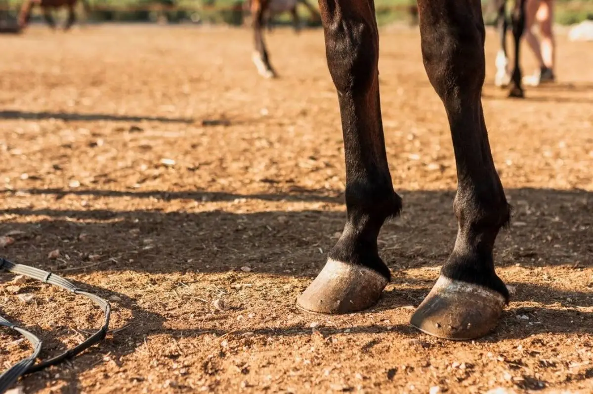 jambes de cheval en gros plan pattes protection sabots sol lumiere