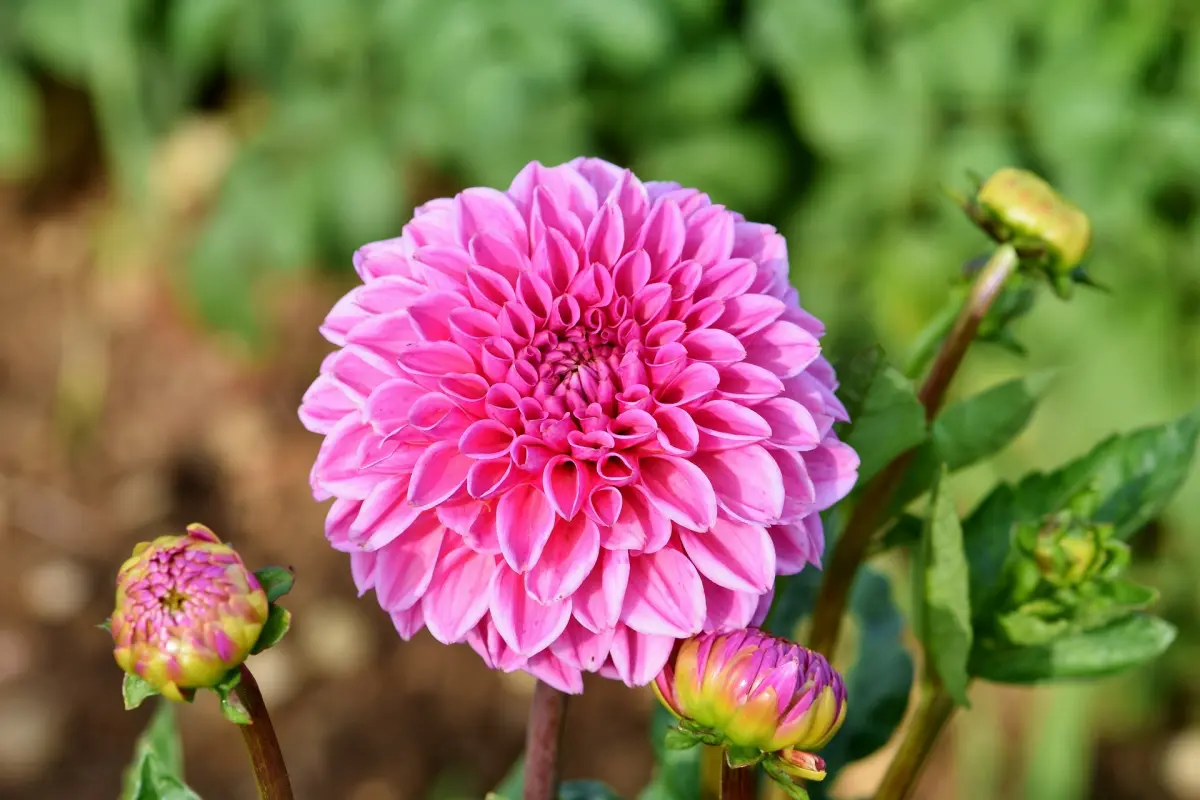 jardin floraison plante grosse fleur rose tiges longues soleil