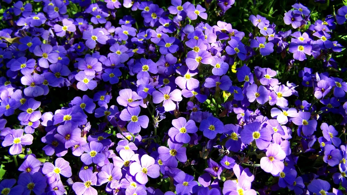 jardin massif fleurs violettes exposition soleil lumiere ombre