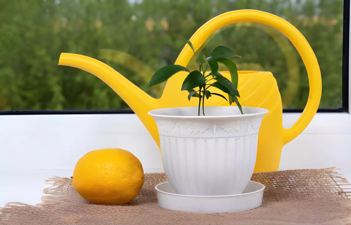 jeune citronnier en pot blanc avec un citron entier a cote et un arrosoir jaune derriere