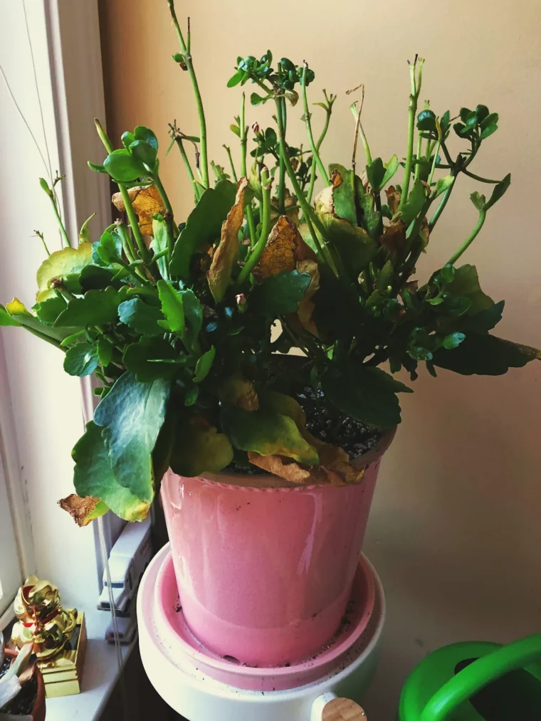 kalanchoe apres floraison comment le sauver et faire refleurir