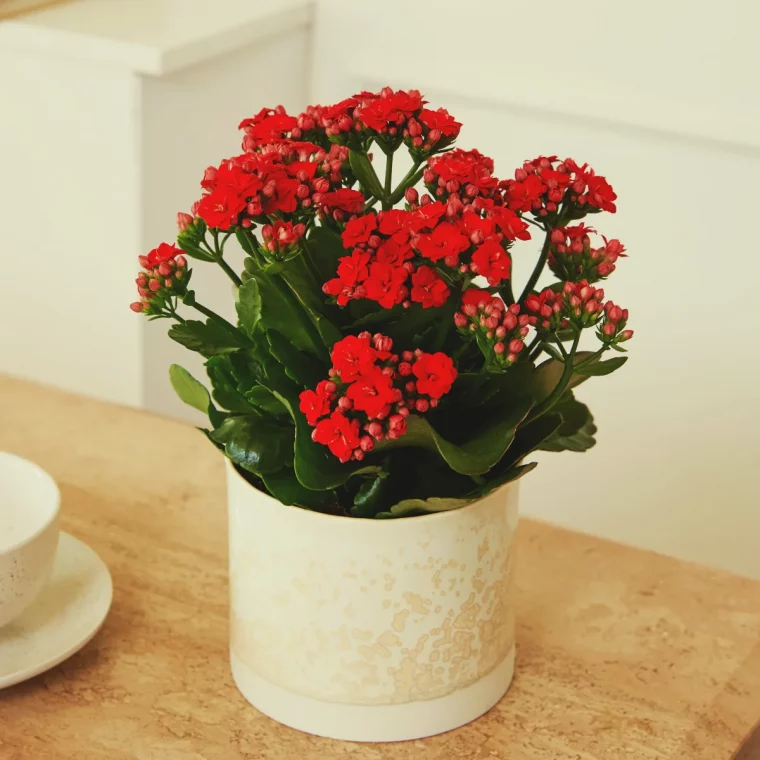 kalanchoe de noel idée de plantes à fleurs rouges pour les fetes de fin d année