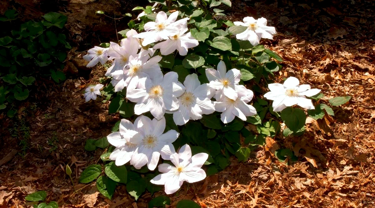 le meilleur moyen pour hiverner une clematite fleurs blanche paillage copeaux de bois