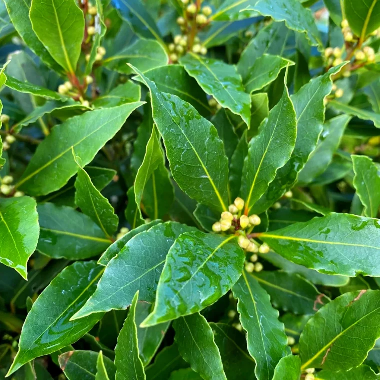 les bienfaits du laurier feuilles vertes baies jaunes