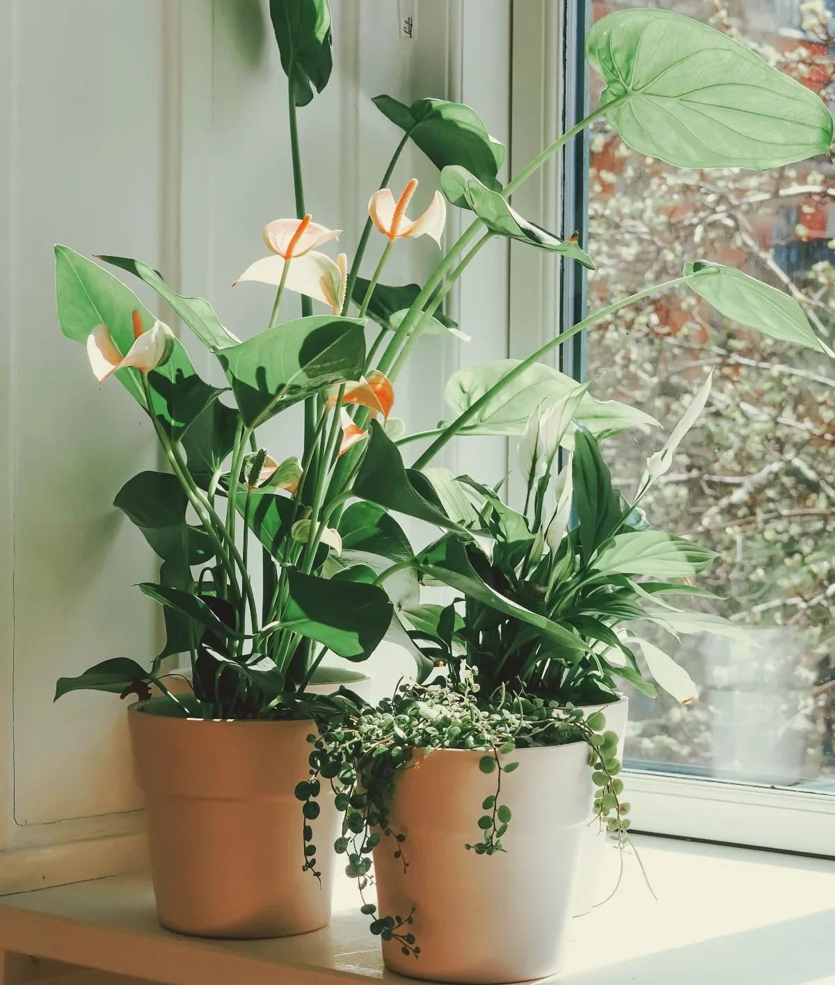 lys de la paix idée de plante qui absorbe l humidité dans une chambre