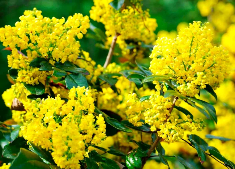 mahonia fleurs jaunes arbuste pour haie defensive