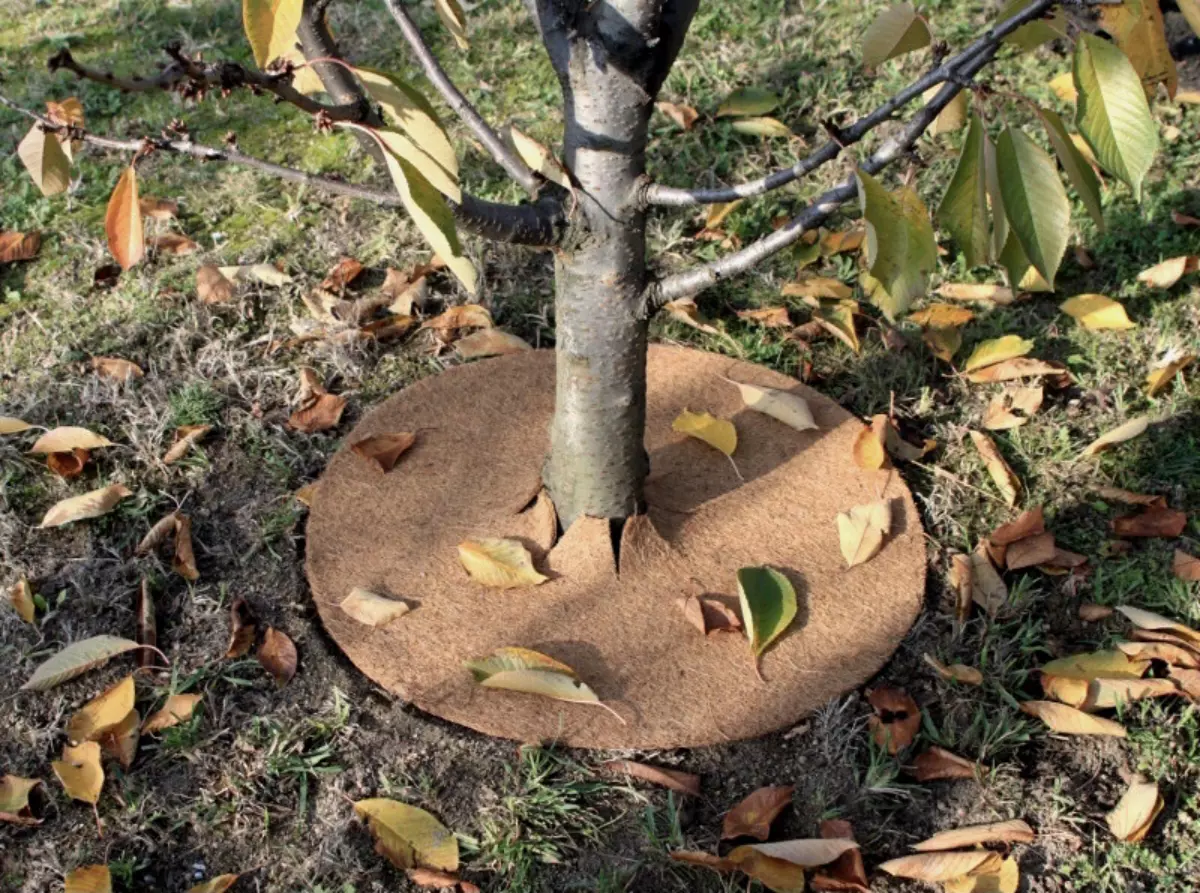 matiere naturelle en fibres de coco en tissu isolant au pied de l arbre
