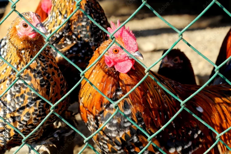 mes poules ne pondent plus que faire