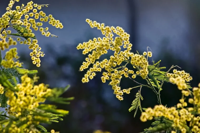 mimosa a floraison hivernale quels soins