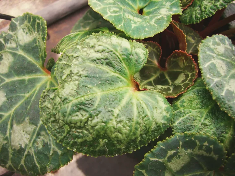 mites acariens du cyclamen comment les reconnautre et rattrapper sa plante