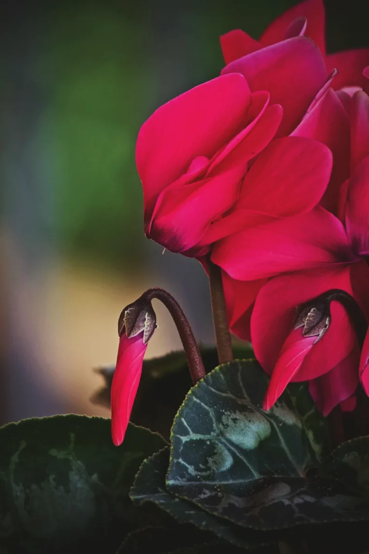 mon cyclamen ne fleurit pas que faire pour sauver une plante en train de mourrir