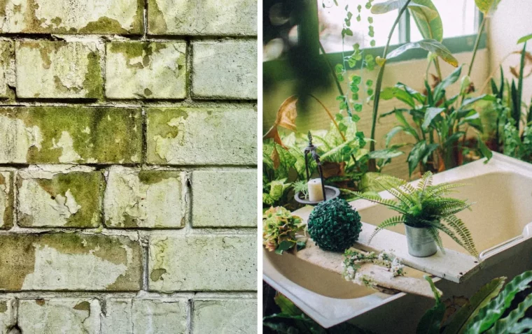 mur briques moisissure salle de bain baignoire plantes vertes fenetre