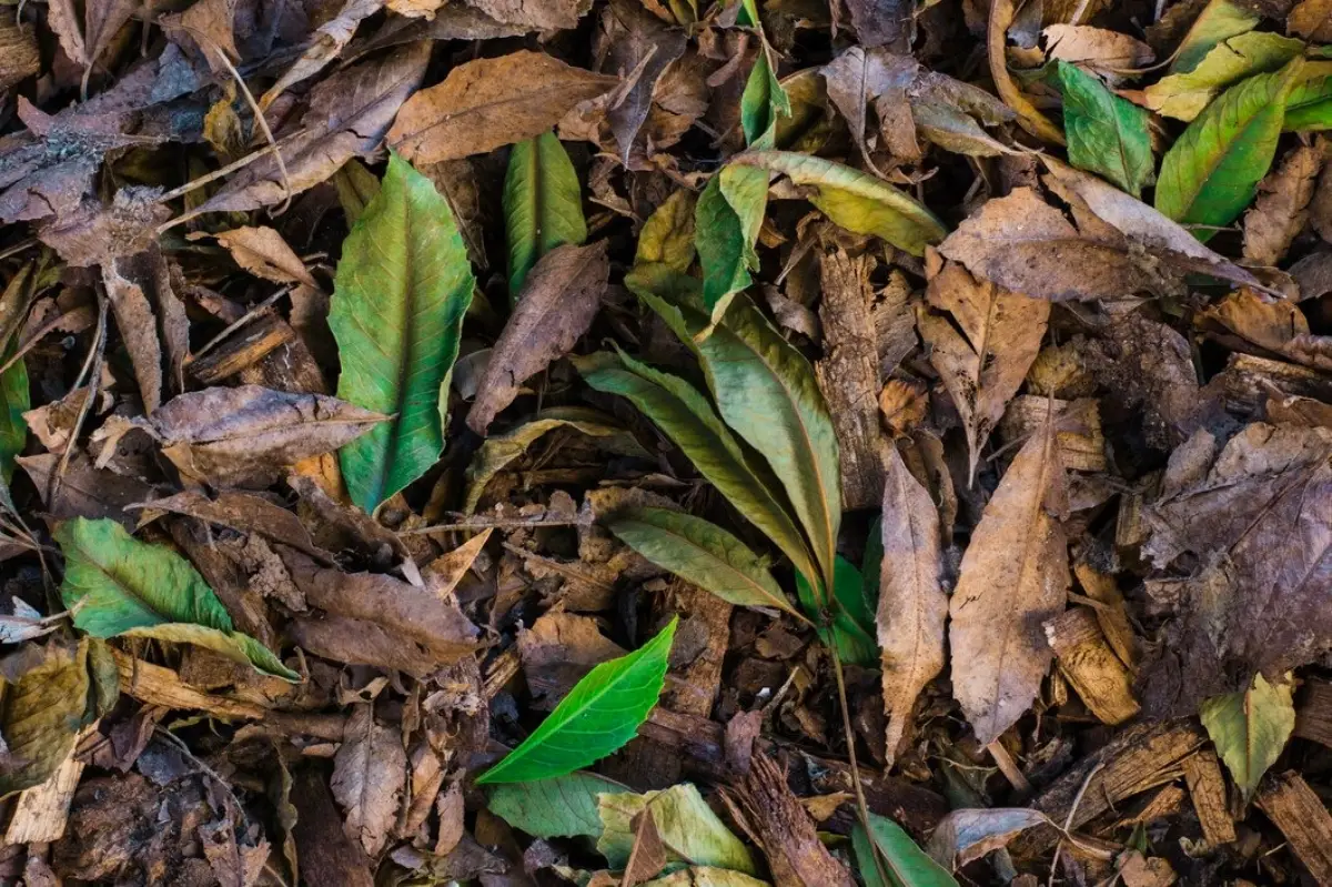 nature matiere brune feuilles seches tiges que ajouter au compost