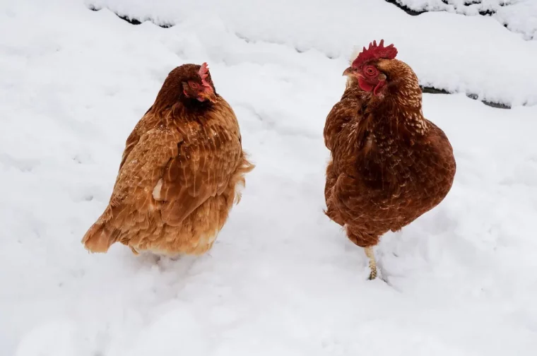 neige races poules comportement hiver plumes marron jardin