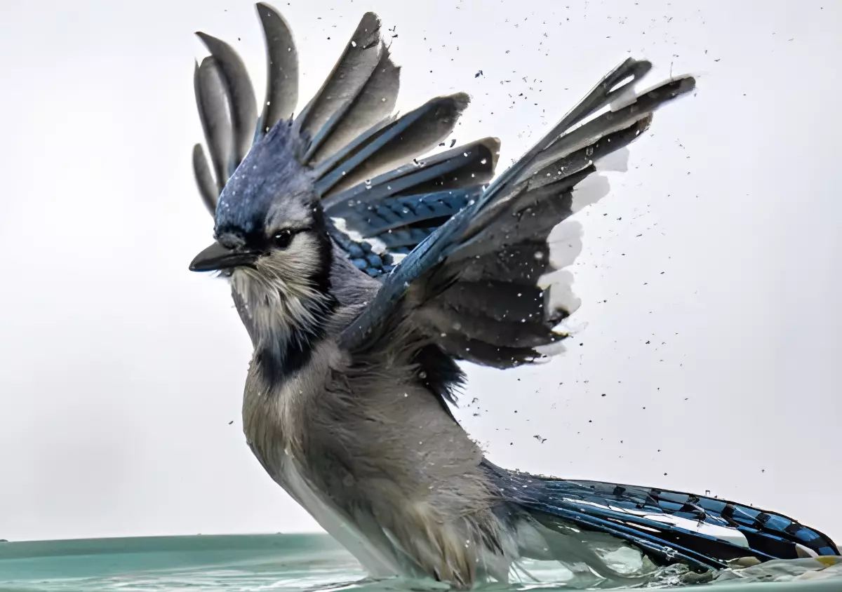 oiseau avec des ailes deployees au dessus d un abreuvoir