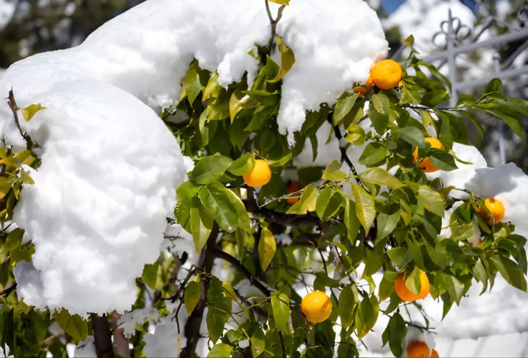 oranger avec des fruits murs sous la neige