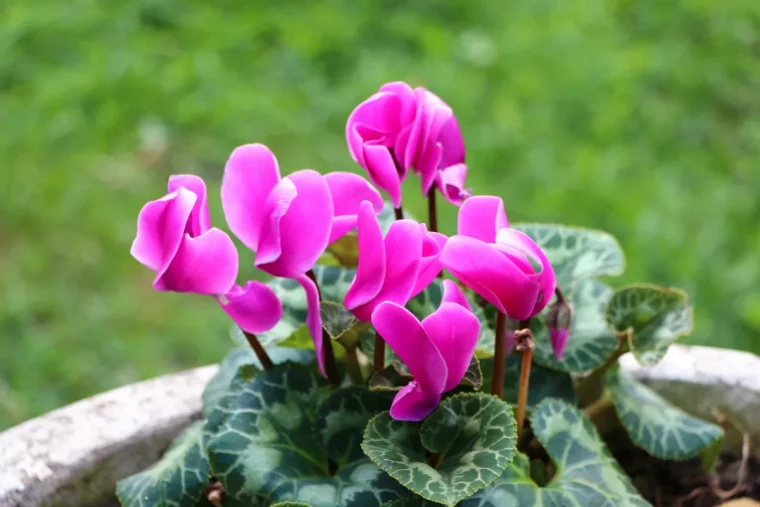 ou mettre un cyclamen en fleurs conseils de pro