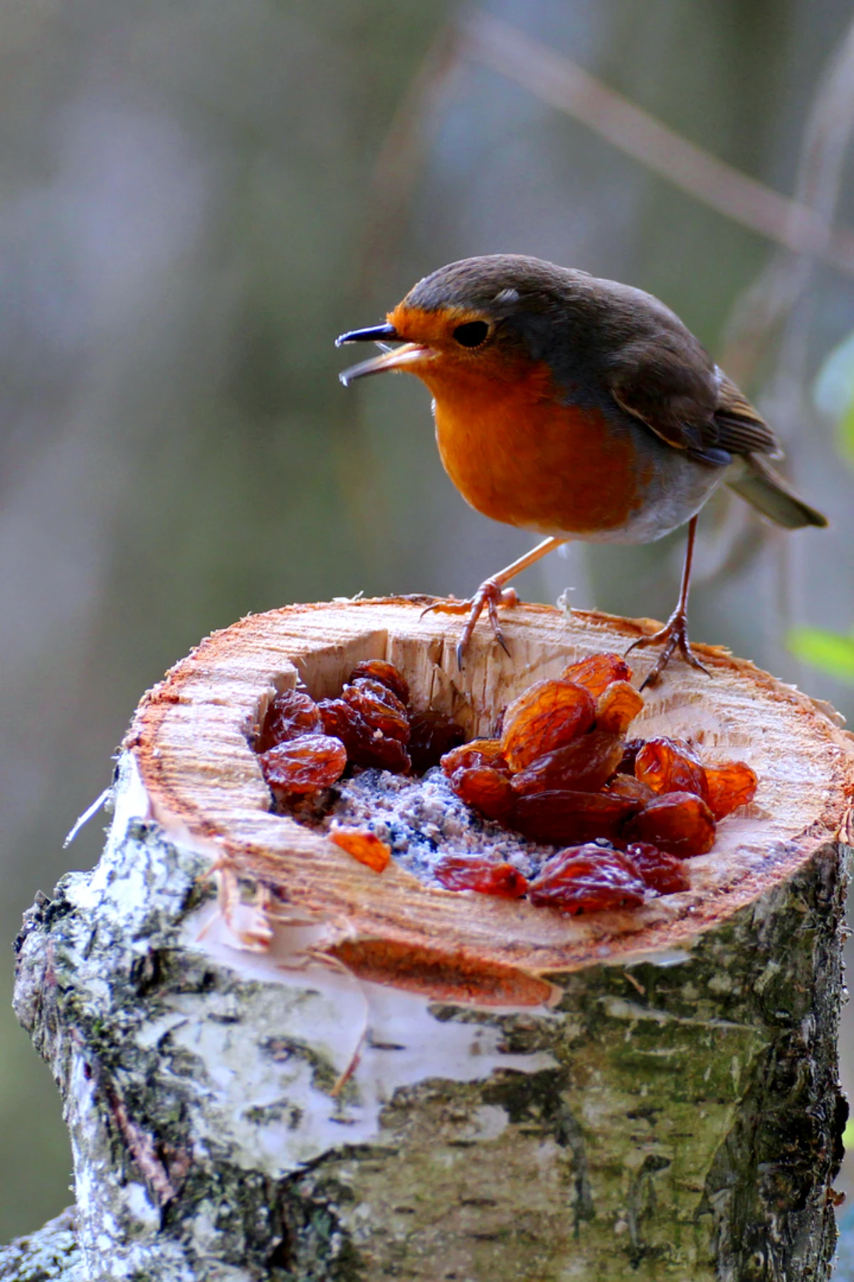 ou placer la nourriture pour un rouge gorge oiseau branches