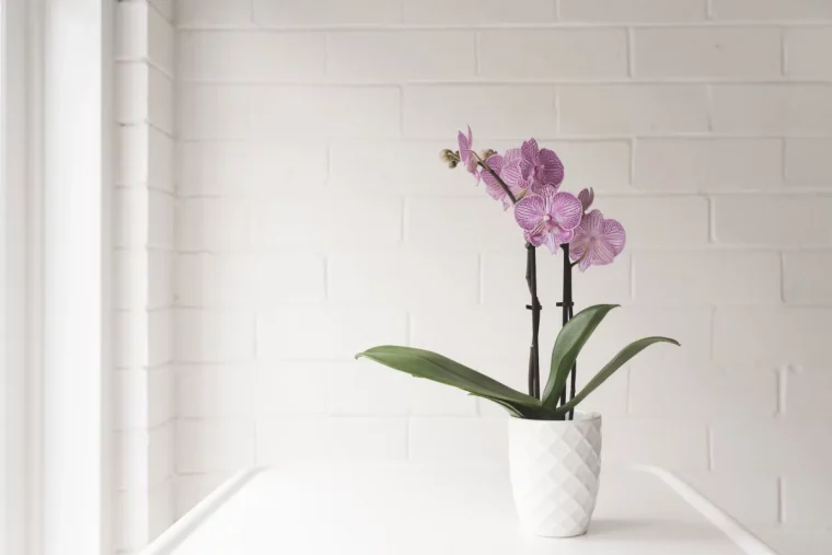 ou placer une orchidee a la maison pendant l hiver