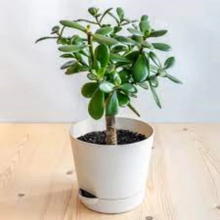 ou planter et comment faire grossir un arbre de jade facilement pot