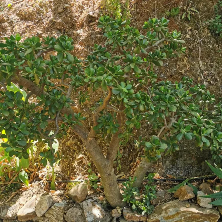 ou planter et comment faire grossir un arbre de jade facilement terre