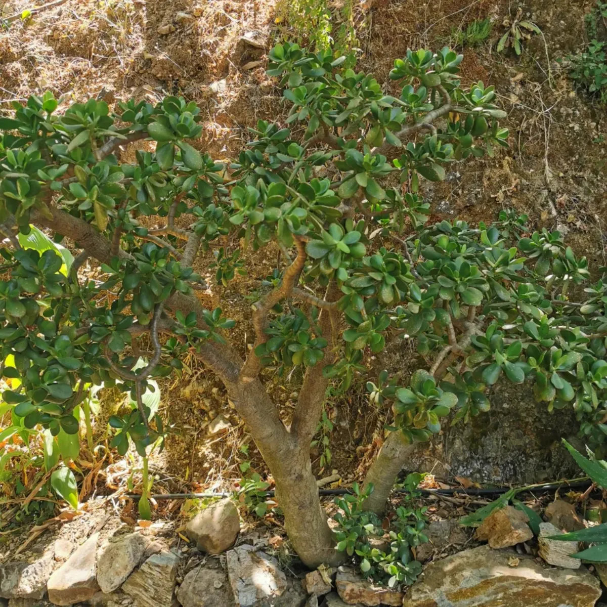  arbre de jade planté dans de la terre