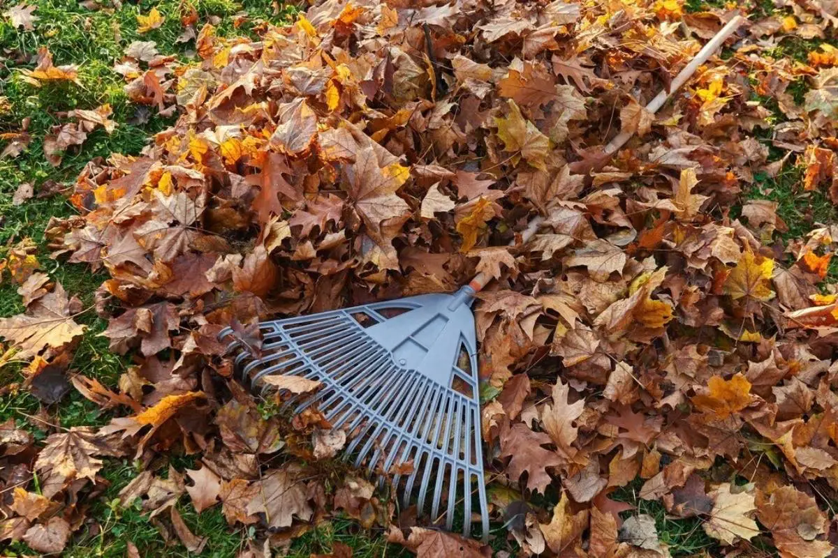 outil jardin travaux nettoyage feuilles sechees mortes gazon