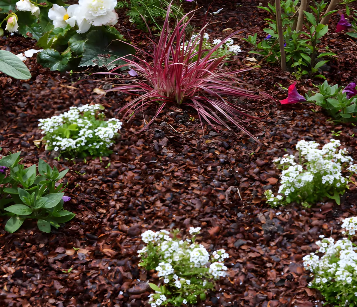 paillage de coques de cacao dans un jardin avec differentes especes de plantes vertes et avec des fleurs blanches