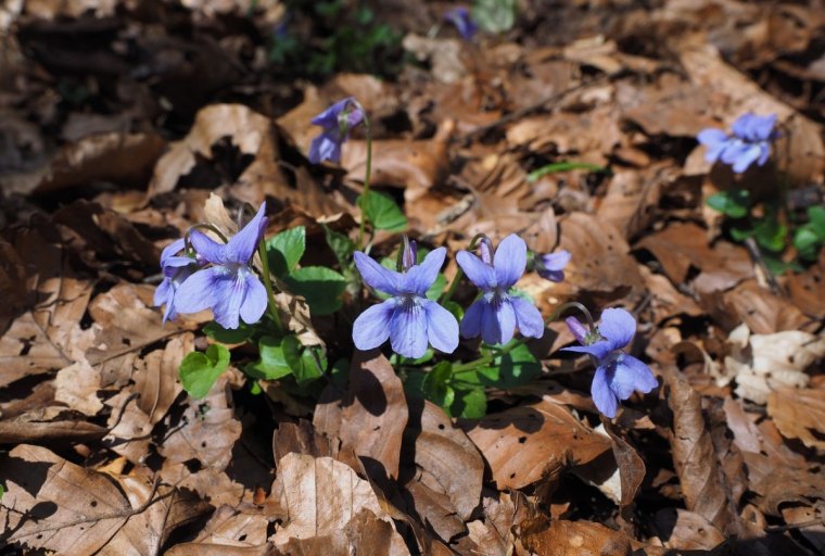 paillage feuilles seches quand planter les violettes en pleine terre jardin