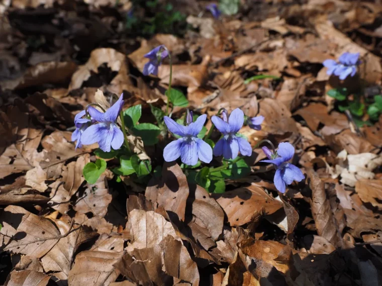 paillage feuilles seches quand planter les violettes en pleine terre jardin