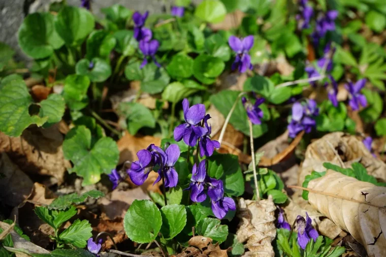 paillis feuilles jaunes floraison plantes violettes fleurs feuillage vert