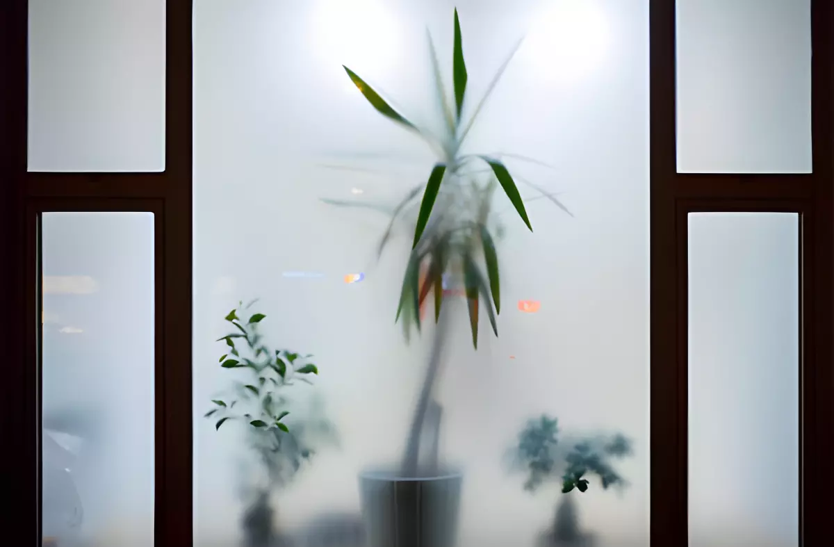 palmier en pot entre deux autres plantes derriere une baie vitree fumee