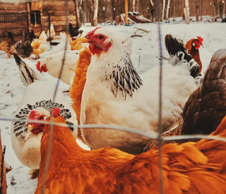 permettre aux poules de circuler dans la cour pour favoriser la ponte