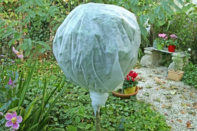 petit arbre avec un voile d hivernage autour de la couronne dans un jardin a l automne